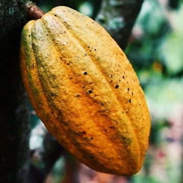 Cocoa in Indonesia: Production Capacity and Export Potential