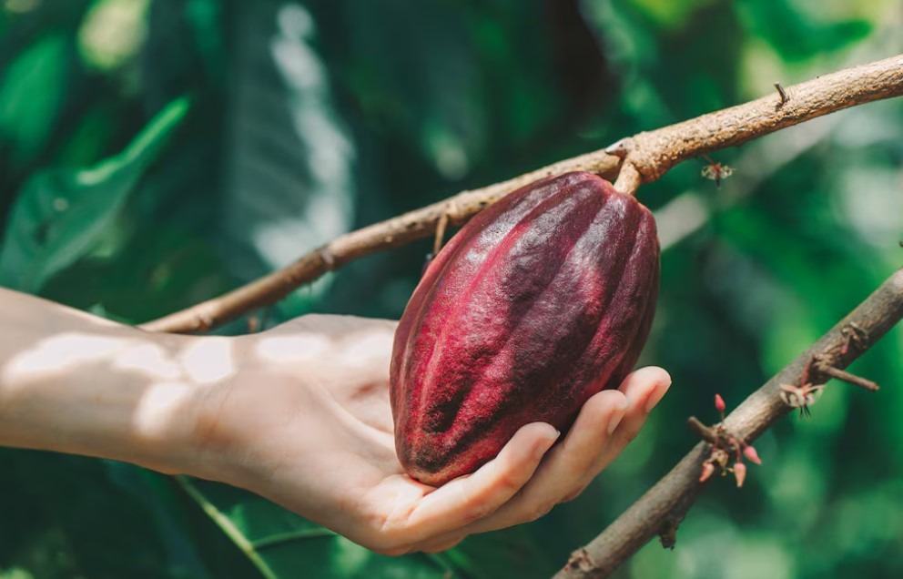 Texture of Cocoa and Cocoa Powder in Indonesia: Challenges and Anticipative Measures in Cocoa Farming