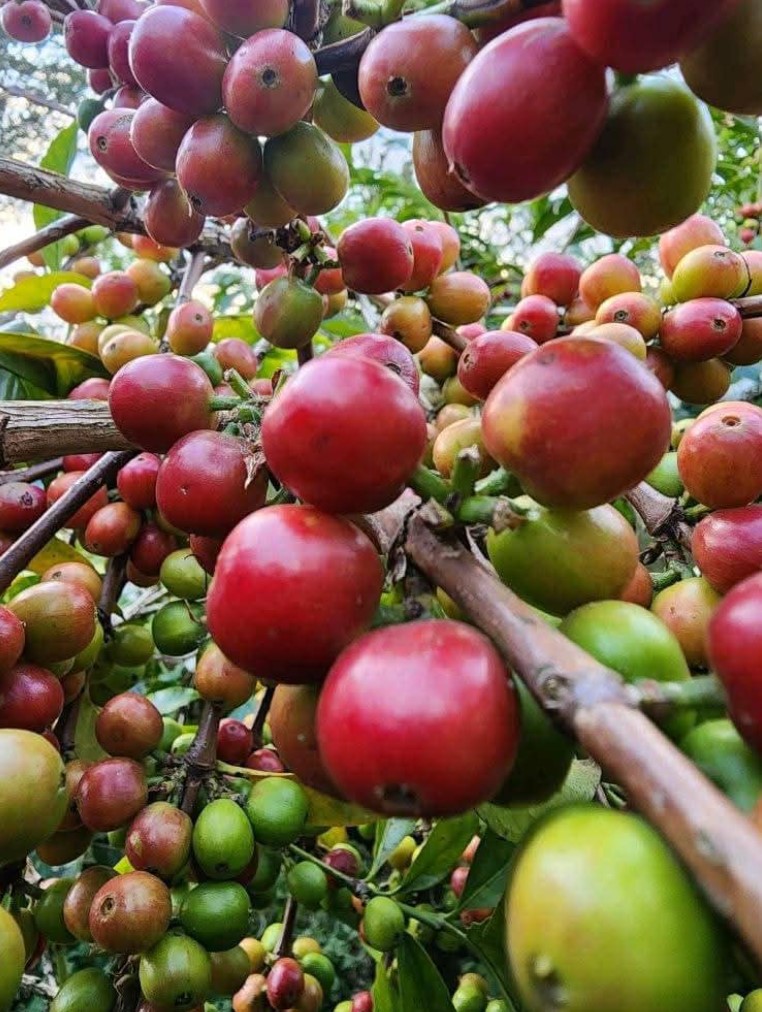The Coffee Journey: From Coffee Beans to Coffee